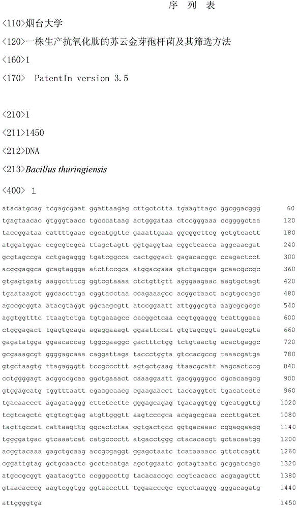 Strain of bacillus thuringiensis for production of antioxidant peptides and screening method thereof