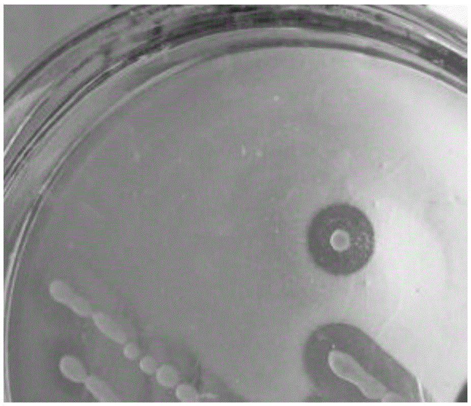 Strain of bacillus thuringiensis for production of antioxidant peptides and screening method thereof