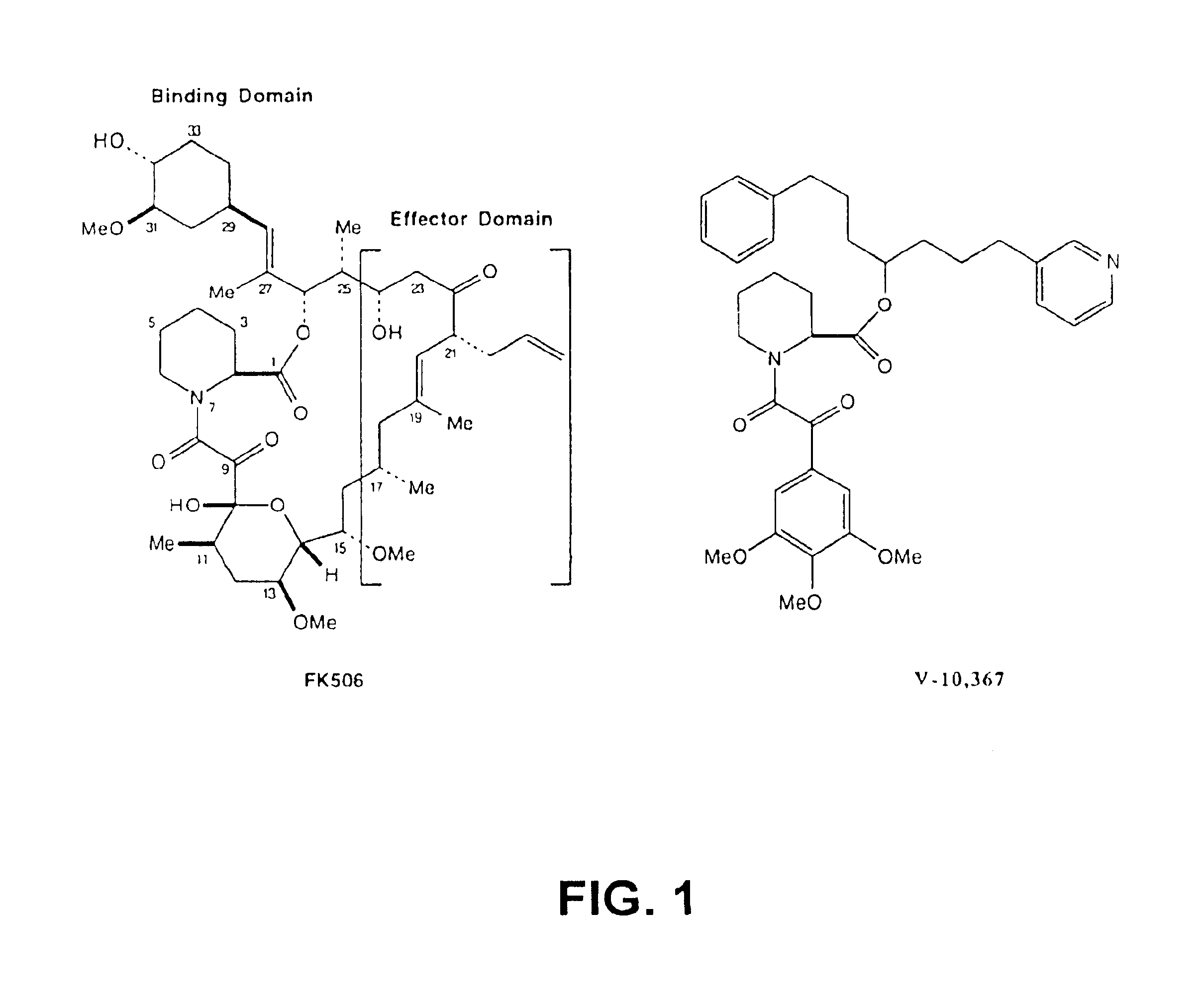 Methods of screening for agents that promote nerve cell growth