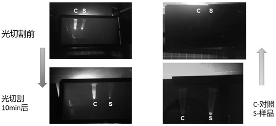 Photocleavable protein mutants with high photocleavage efficiency and applications thereof