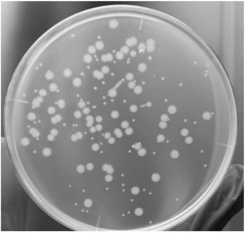 Selective culture medium for detecting antigen bacterium content of swine fever/swine erysipelas/swine plague triple live vaccine, and preparation method and application thereof