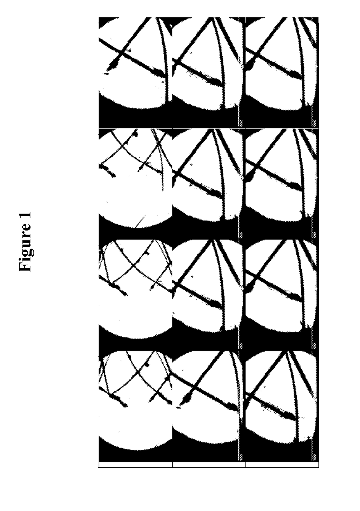 Compositions for the treatment of infections caused by mite demodex spp