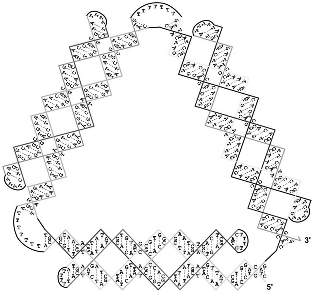 Method for assisting in sorting lipidosome by utilizing single-stranded DNA nanostructure