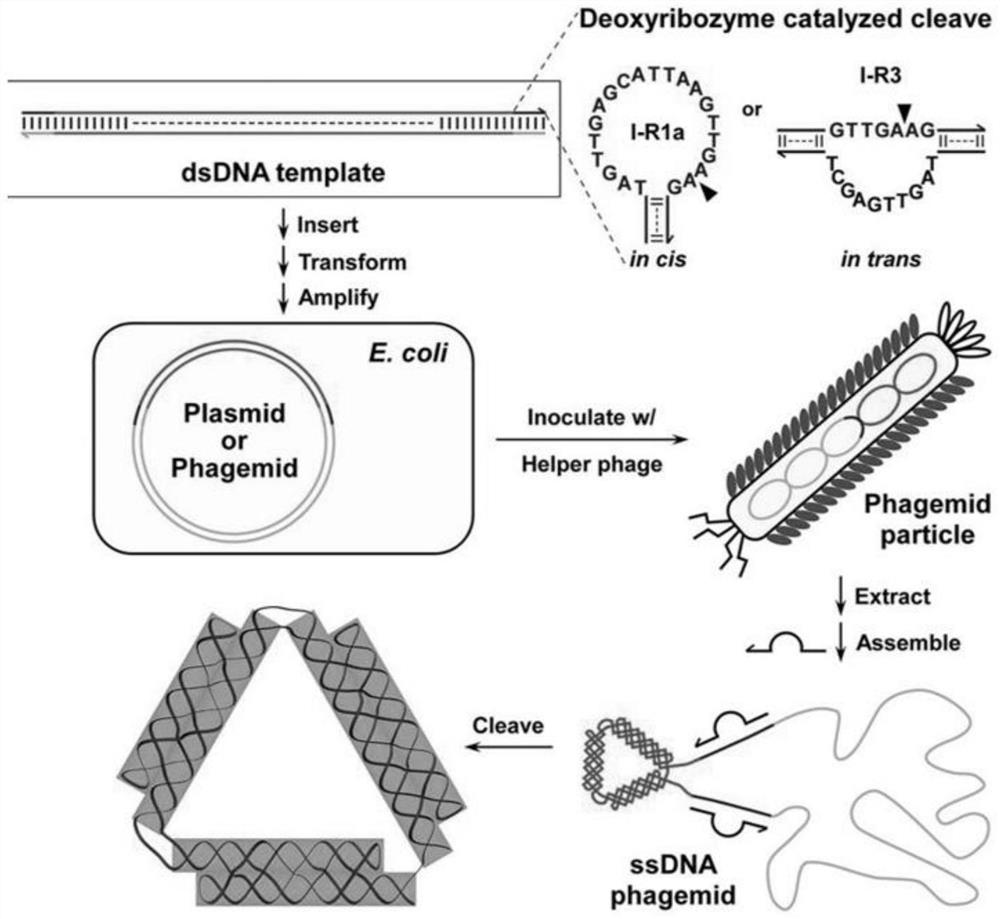 Method for assisting in sorting lipidosome by utilizing single-stranded DNA nanostructure