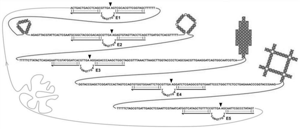 Method for assisting in sorting lipidosome by utilizing single-stranded DNA nanostructure