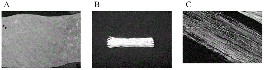 Functional biomaterial capable of guiding peripheral nerve regeneration and preparation method thereof