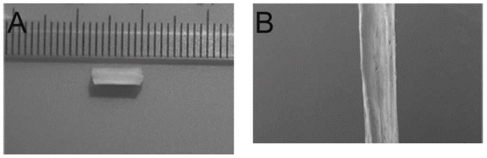 Functional biomaterial capable of guiding peripheral nerve regeneration and preparation method thereof