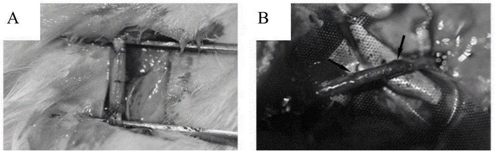 Functional biomaterial capable of guiding peripheral nerve regeneration and preparation method thereof