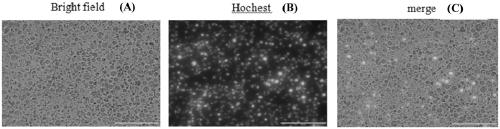 Method for isolating and identifying sperm cells of Buffalo testis