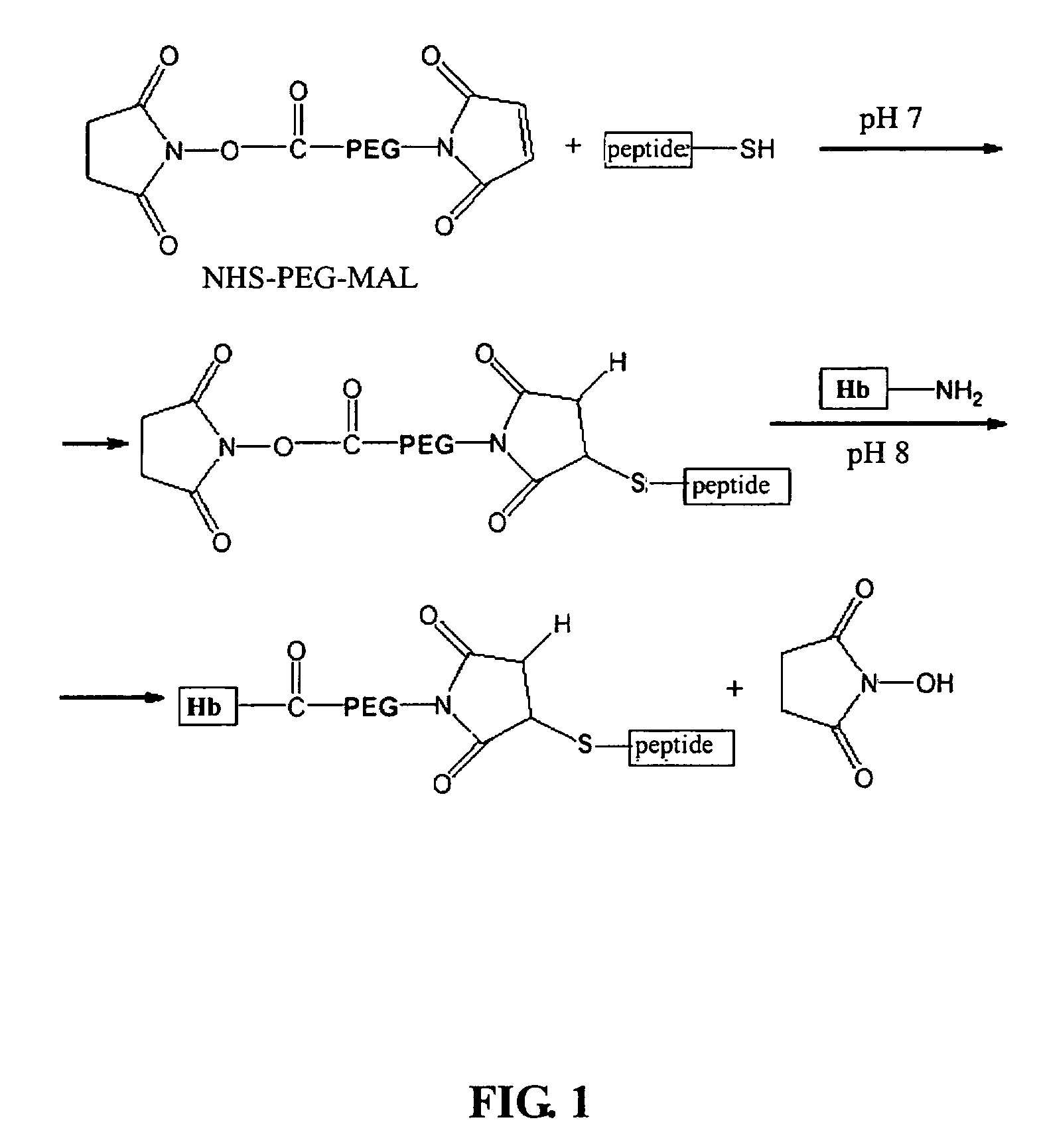 Modified hemoglobin with allosteric effector conjugated