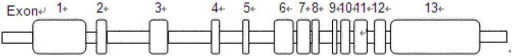 Kit for detecting mutation of pathogenic genes of phenylketonuria