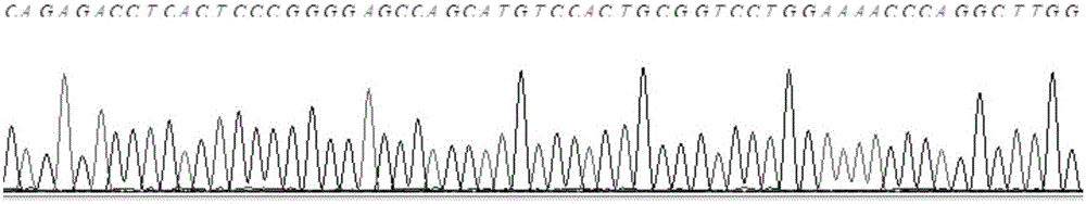 Kit for detecting mutation of pathogenic genes of phenylketonuria