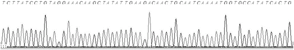 Kit for detecting mutation of pathogenic genes of phenylketonuria