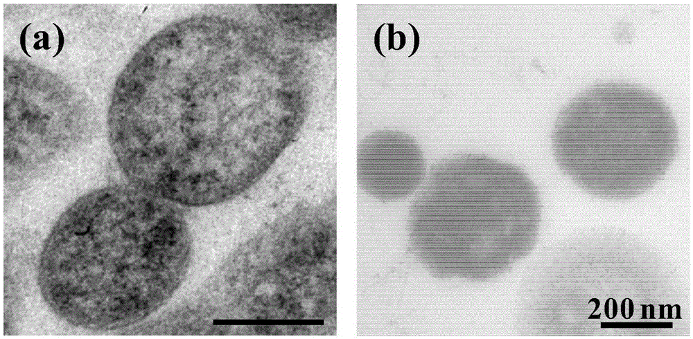 Preparation method of cell membrane microcapsule simultaneously loaded with chemotherapeutic drug and photodynamic therapeutic drug