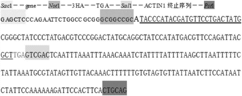 Site-specific recombination-based tetrahymena thermophile expression carrier and construction and application thereof