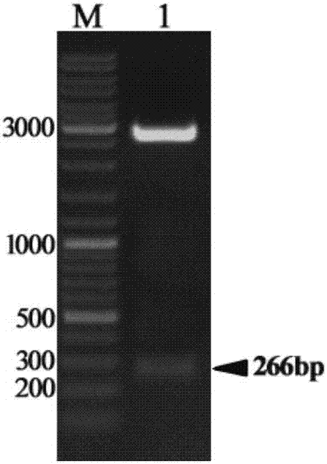 Site-specific recombination-based tetrahymena thermophile expression carrier and construction and application thereof