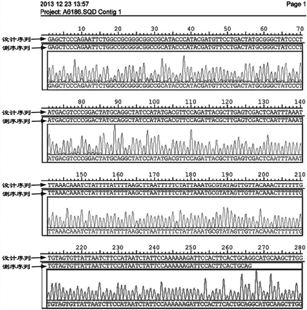 Site-specific recombination-based tetrahymena thermophile expression carrier and construction and application thereof