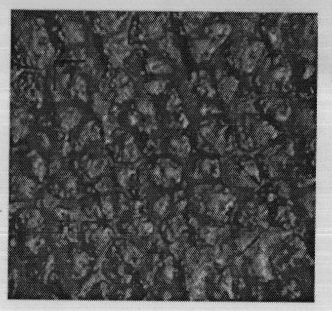 Microporous spongy film preparation and preparation method thereof