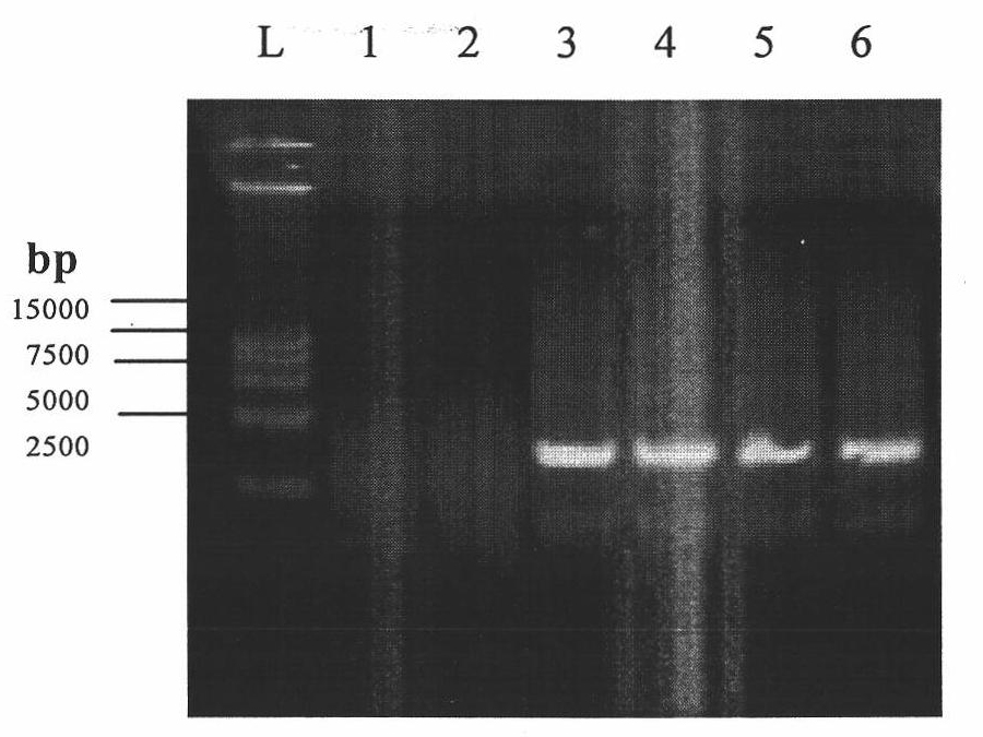 Recombined adenovirus expressing Asia-1 foot-and-mouth disease virus VLP (Virus-like Particles) and application thereof