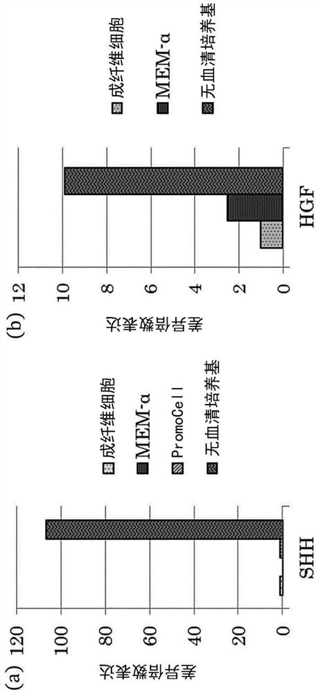 Mesenchymal stem cell and therapeutic agent for neuropathy