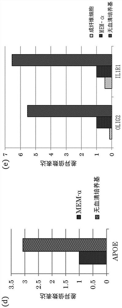 Mesenchymal stem cell and therapeutic agent for neuropathy