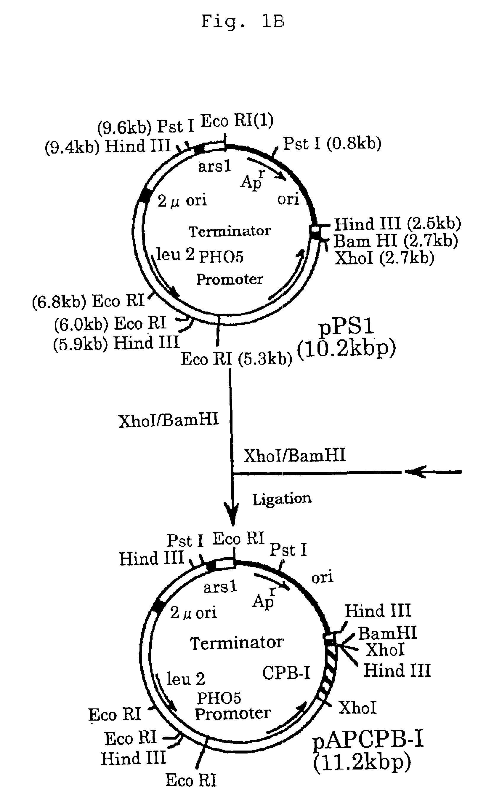 Method of purifying calcium ion-binding protein