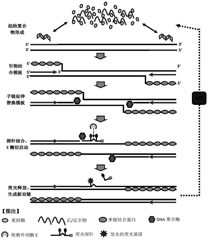 Method for rapid fluorescence detection of polynucleotide target objects simultaneously at room temperature and constant temperature