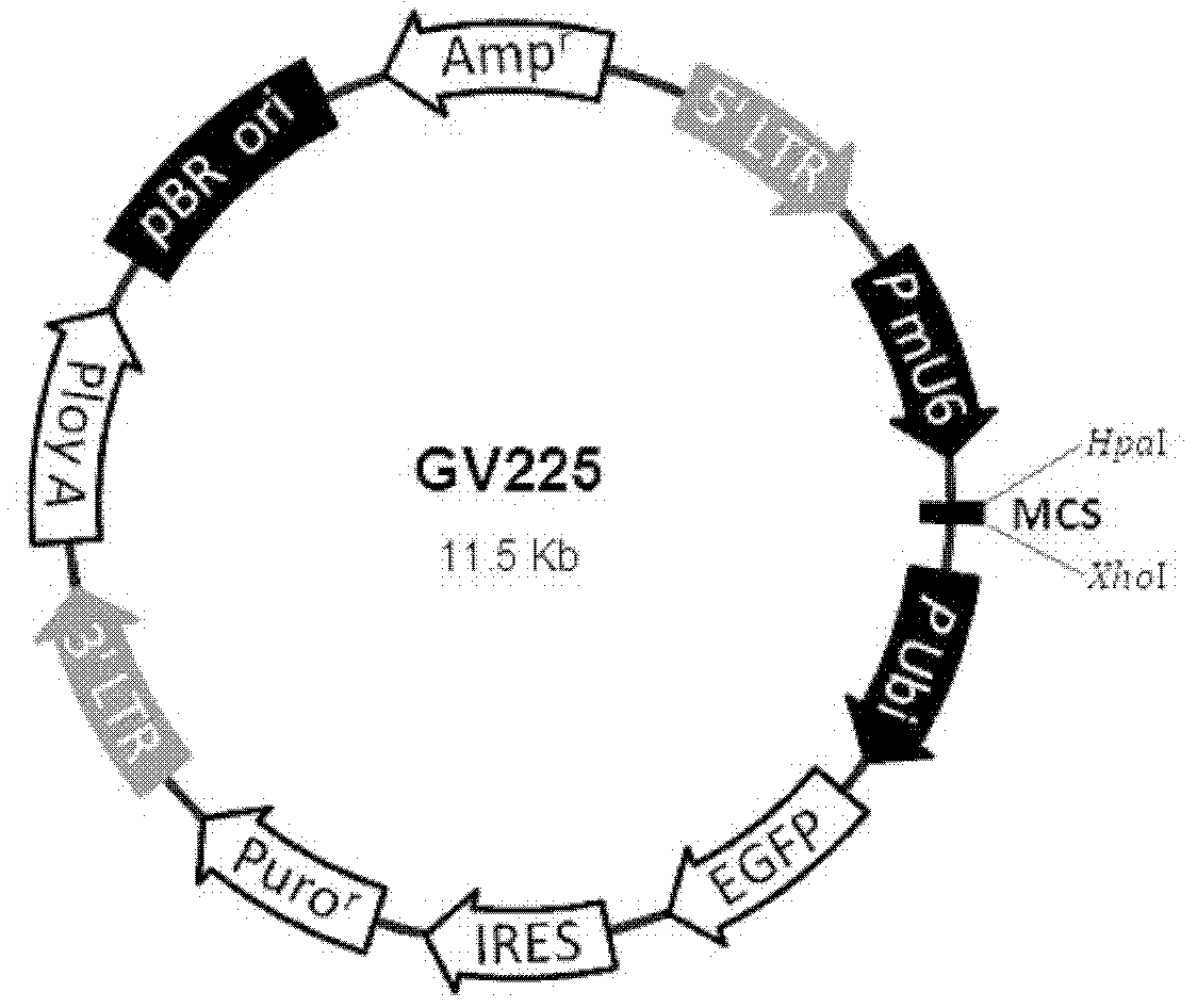 Construction of lung cancer drug screening cell line