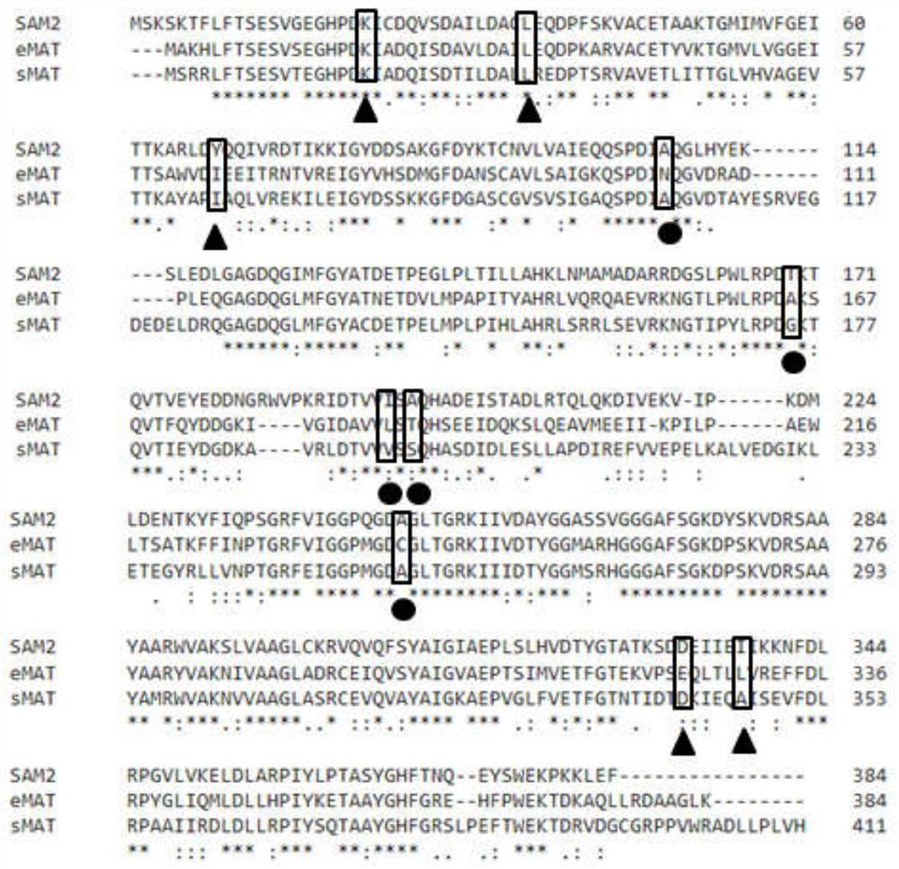 A kind of S-adenosylmethionine synthetase mutant and its preparation method