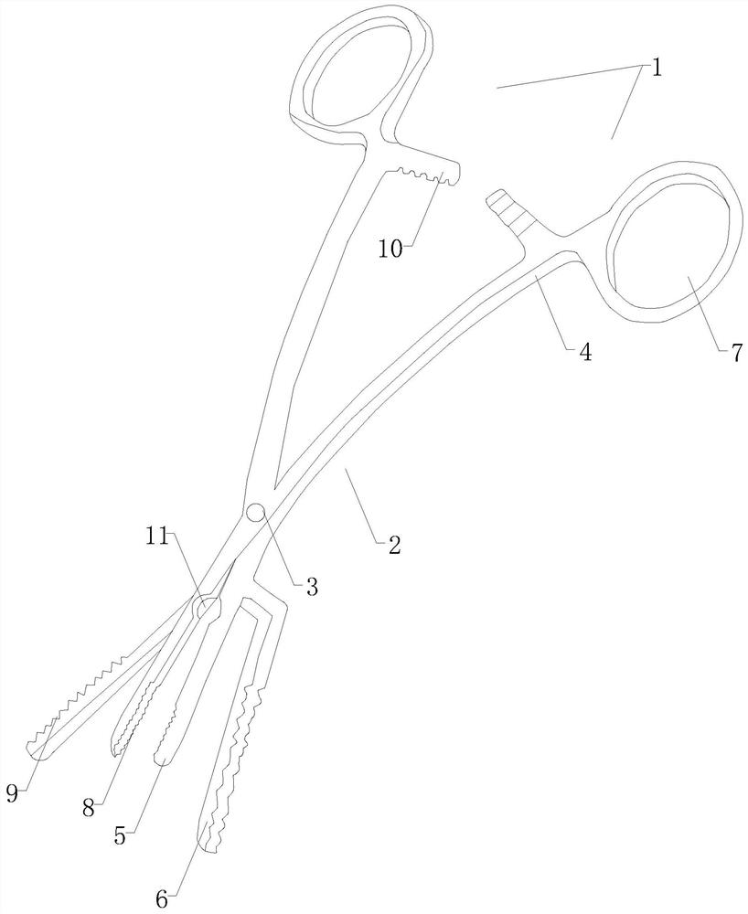 Nude mouse pincers for tissue membrane transplantation