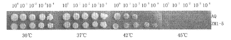 Saccharomyces cerevisiae strain and application thereof