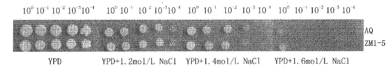 Saccharomyces cerevisiae strain and application thereof