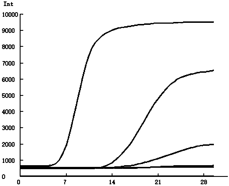 Primer pairs for fluorescence EMA detection of canine distemper virus, kit and detection method