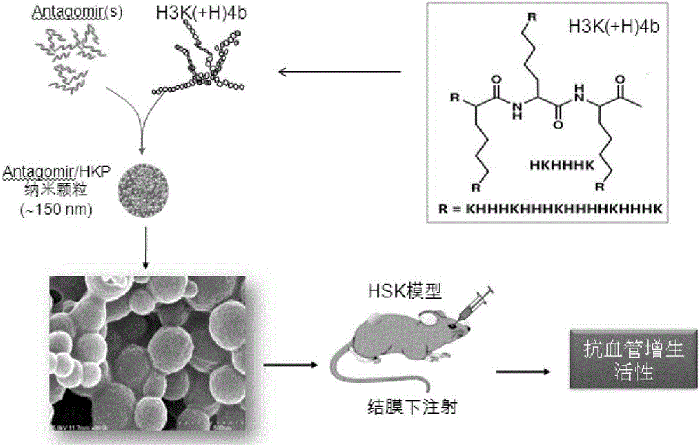 Application of dual-target antagonistic oligonucleotides to inhibit the drug of neovascular proliferative diseases