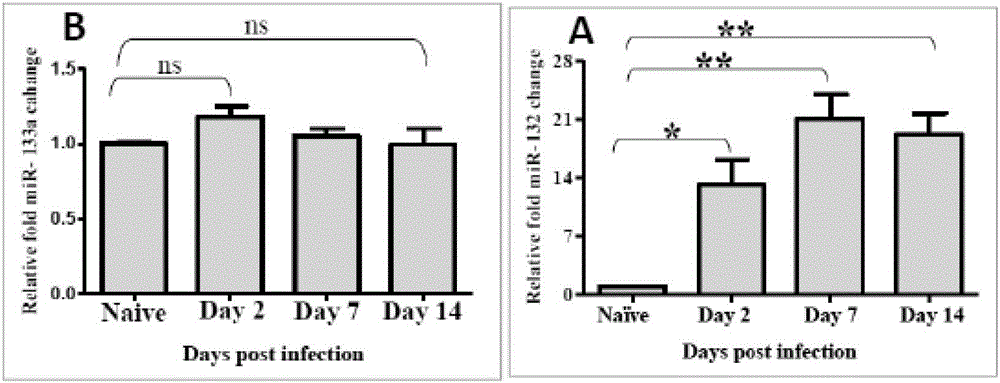 Application of dual-target antagonistic oligonucleotides to inhibit the drug of neovascular proliferative diseases