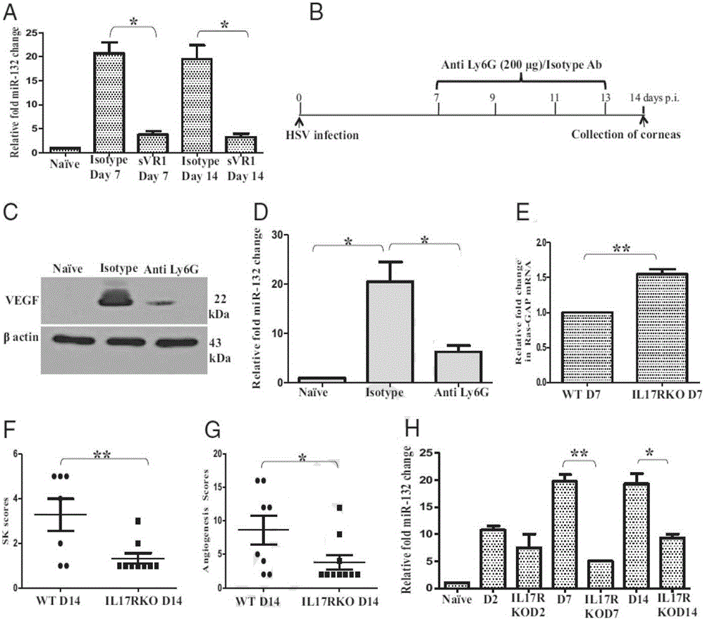 Application of dual-target antagonistic oligonucleotides to inhibit the drug of neovascular proliferative diseases