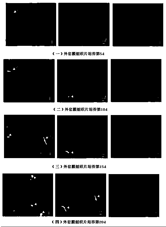 A kind of production method of new line of fertile mussel with strong secretion ability