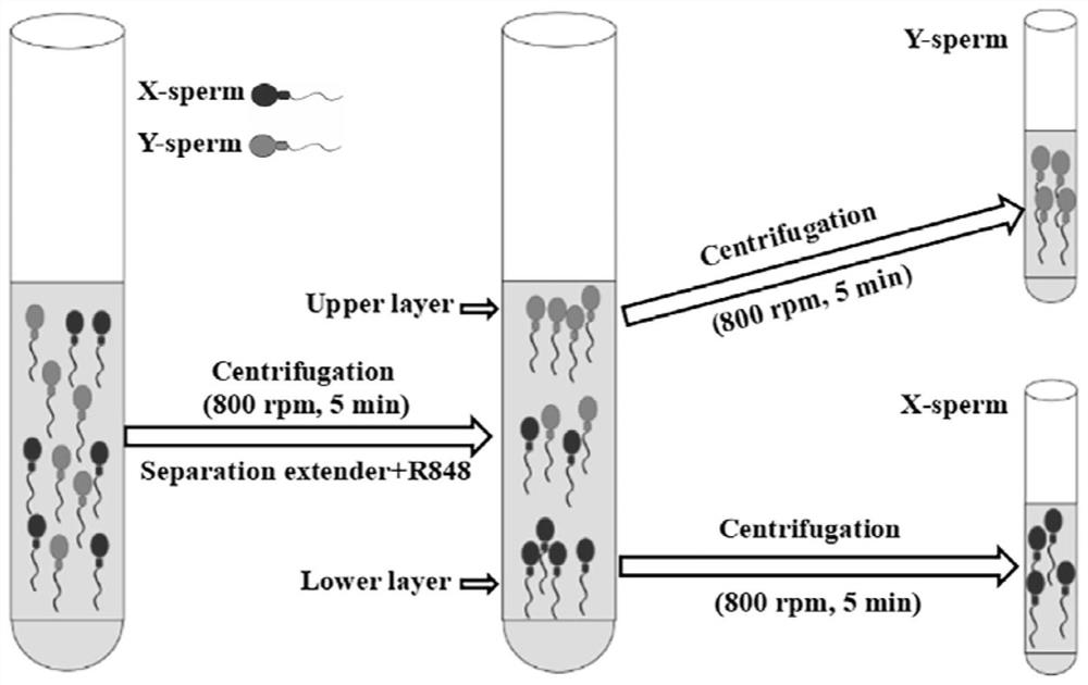 Sheep X and Y sperm sorting liquid, sorting floating system and sorting method