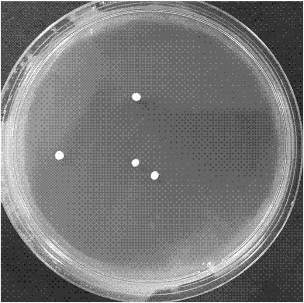 Lactobacillus plantarum and application thereof in preparing vagina antibacterial medicine