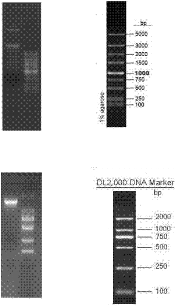 Lactobacillus plantarum and application thereof in preparing vagina antibacterial medicine