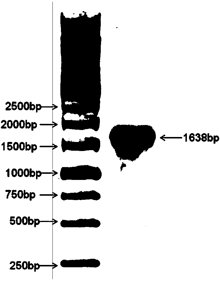 Application of heat shock protein groEL to preparation of reagent for detecting Helicobacter pylori