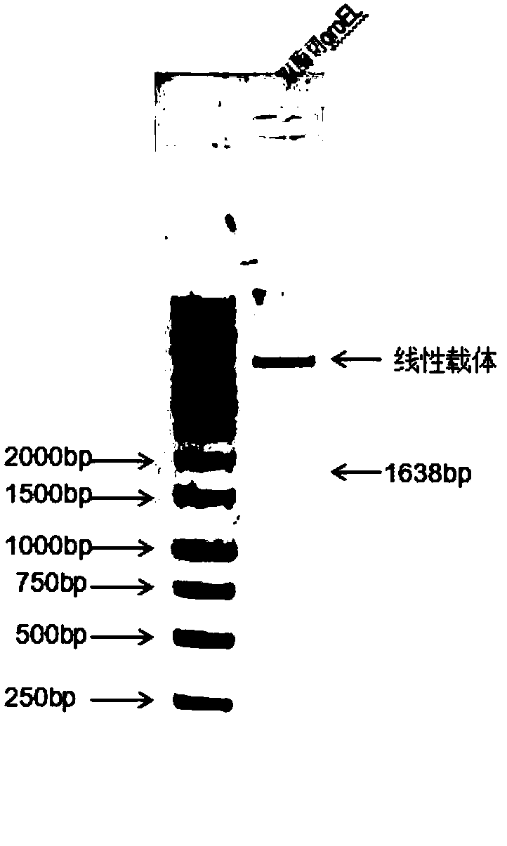 Application of heat shock protein groEL to preparation of reagent for detecting Helicobacter pylori