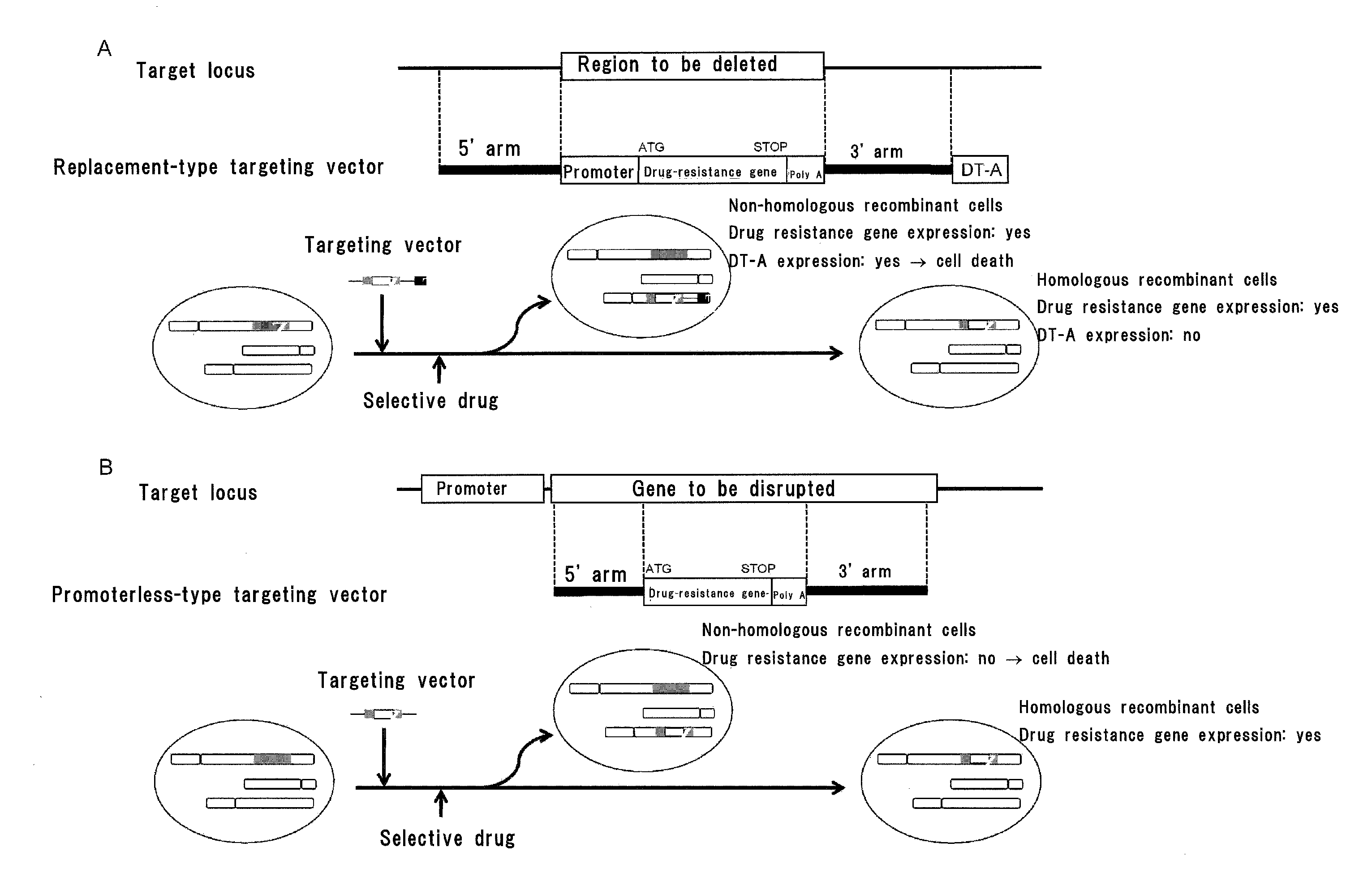 Gene targeting vector, method for manufacturing same, and method for using same