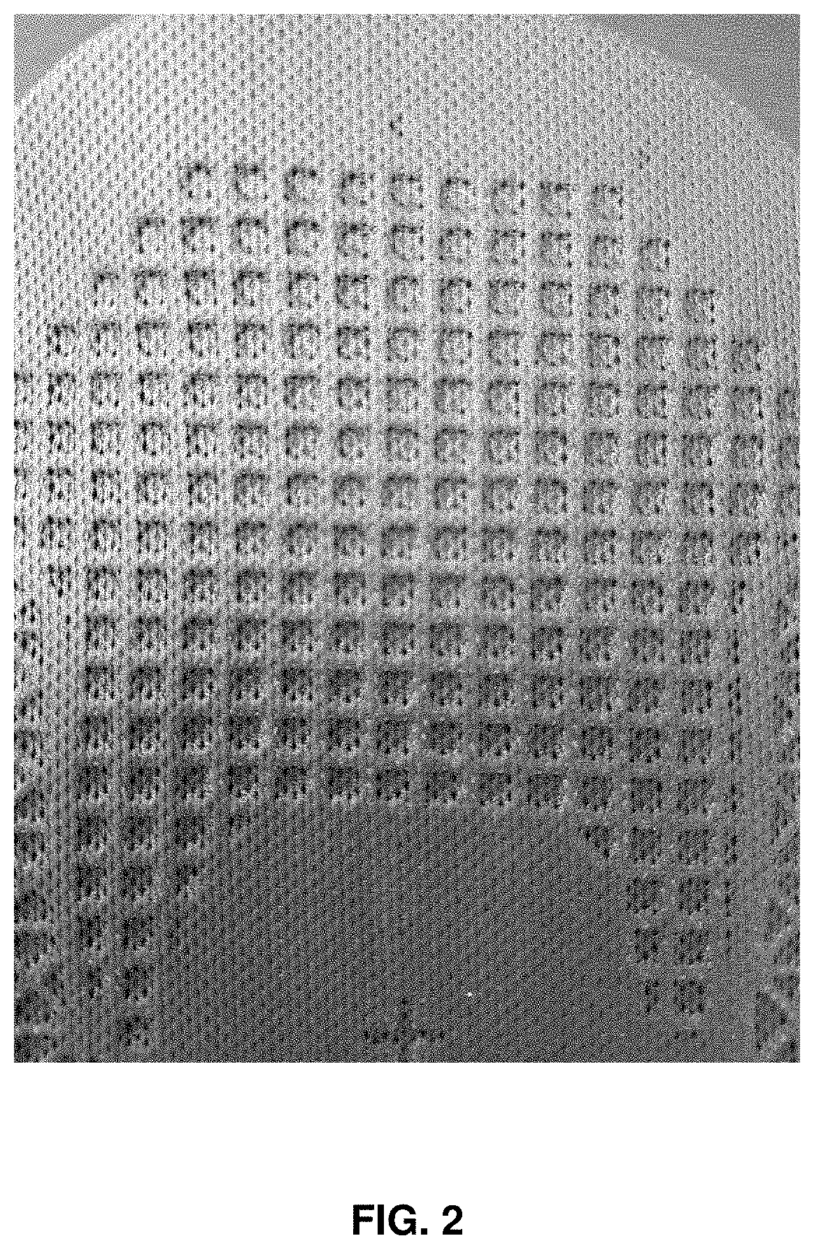 Composition for reactive hot melt resin and reactive hot melt film prepared from the resin