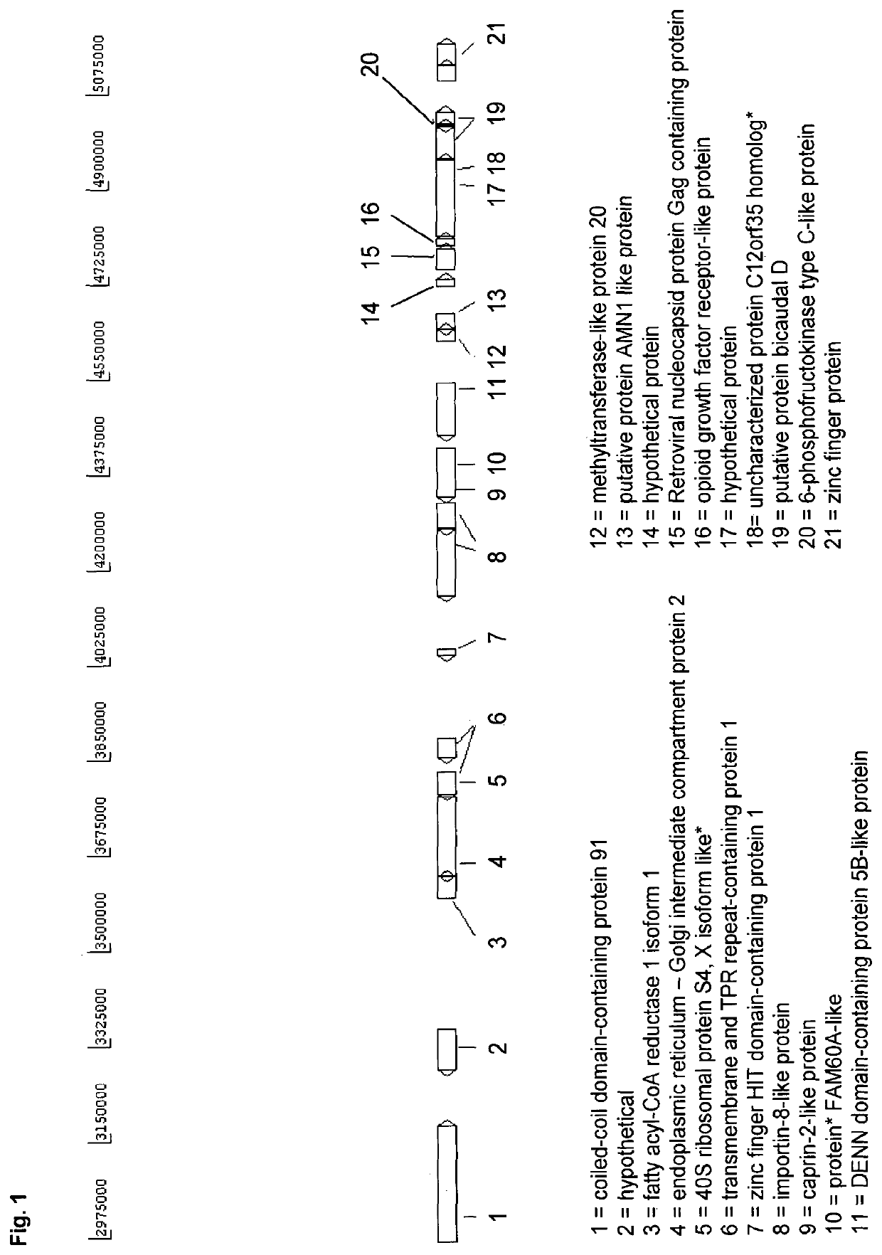 Novel eukaryotic cells and methods for recombinantly expressing a product of interest