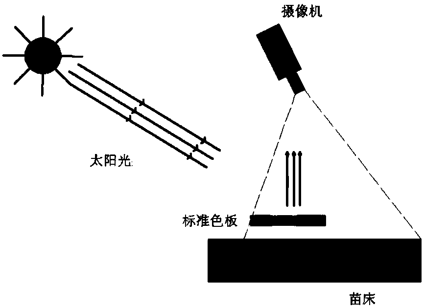 Leaf image color correction method and device monitoring growth of seedlings