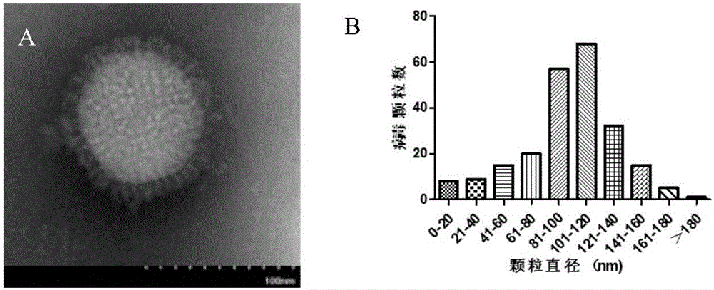 Construction and application of liver cancer targeted oncolytic influenza viruses