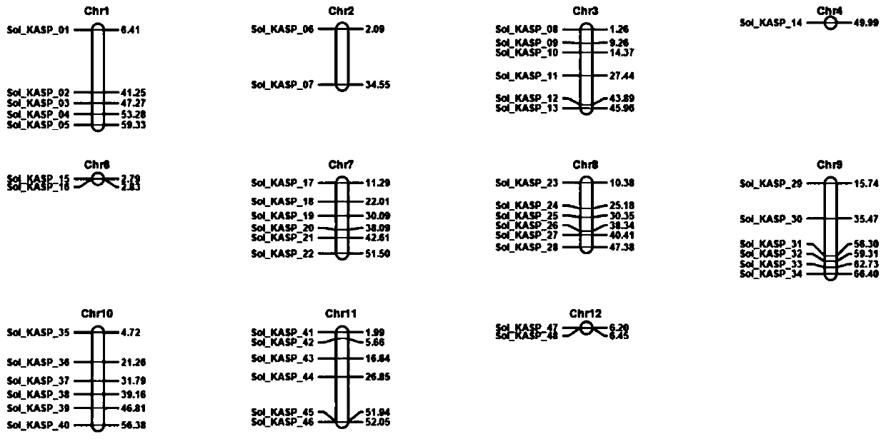 KASP primer combination suitable for lycopersicon esculentum DNA fingerprint database construction and application of KASP primer combination