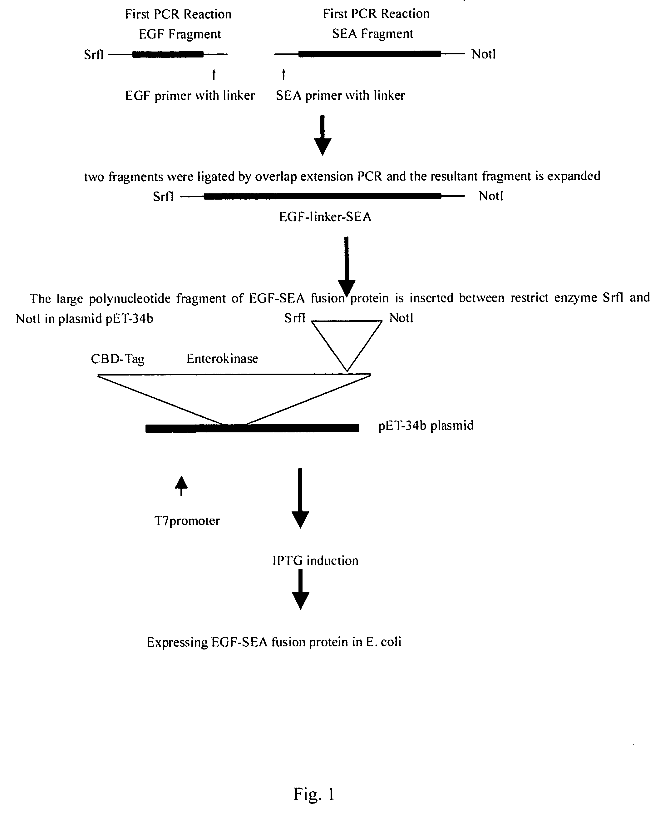 Superantigen fusion protein for anti-cancer therapy and methods for the production thereof