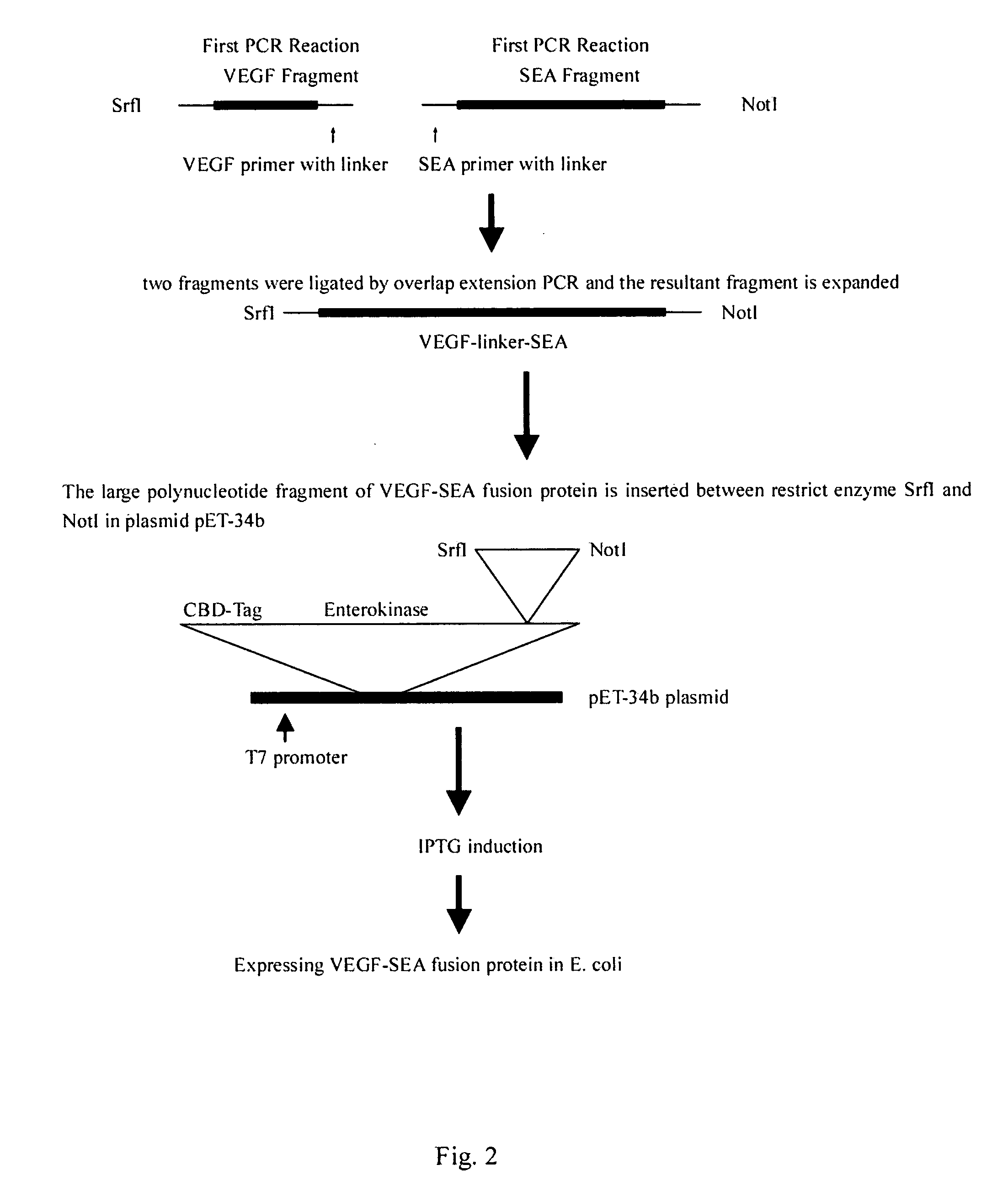 Superantigen fusion protein for anti-cancer therapy and methods for the production thereof